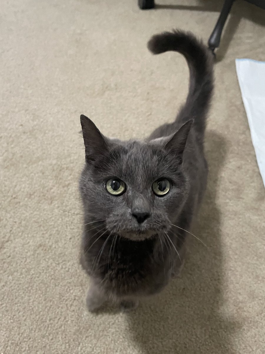 There are happy tears in my eyes as I type this... WALTER has been ADOPTED! 😭🩷

Walter is a 14 y/o cat who was found near death back in February. He fought hard and had an amazing turnaround. And now, he finally gets his happily ever after 🥹

Congrats, Walter! We love you! 🩷