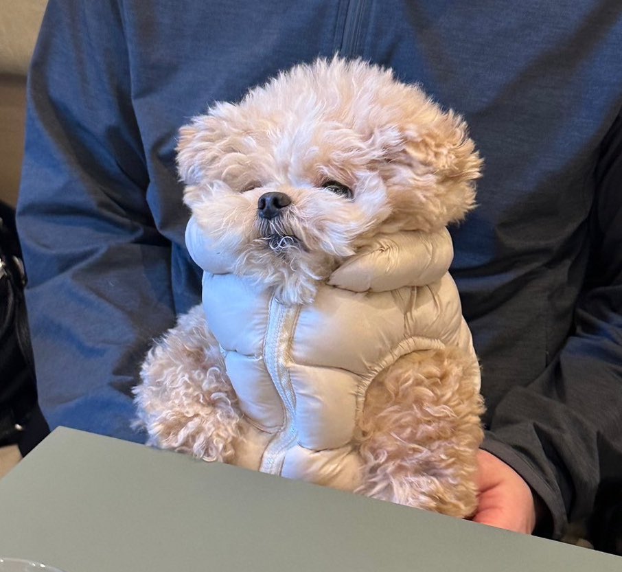 ま、毎日散歩したらバキバキっすわ🧸

#ポメプー