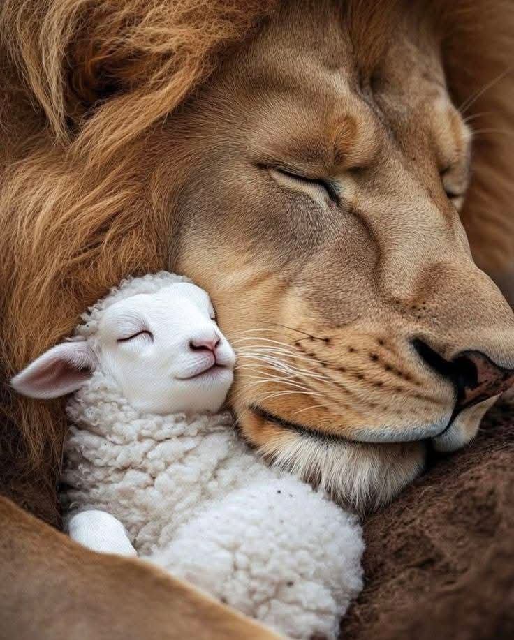 <a href="/oneday2remember/">Yiska</a> <a href="/Leone21619987/">Leone</a> <a href="/778Aoi/">Amen🌻</a> <a href="/YisraelOfficial/">Yisrael official 🇮🇱 🎗</a> <a href="/IDF/">Israel Defense Forces</a> <a href="/Lionesssa12/">Lioness לביאה 🎗️💙✨🦁🌺</a> <a href="/Zion4345/">Glory to God❣️🇮🇱❣️</a> <a href="/MagicFlower22/">Magic Flower 🌹🇮🇱</a> <a href="/MarkIsrael710/">Mark Israel</a> <a href="/BobPM/">Robert Puente</a> Good morning 🌞