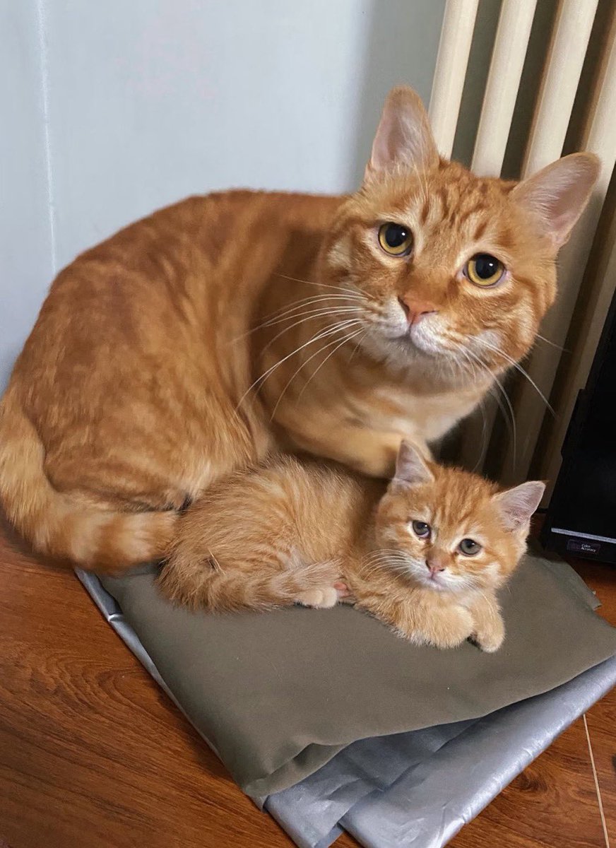 저 장녀라
아빠랑 진짜 똑같이 생김
이렇게