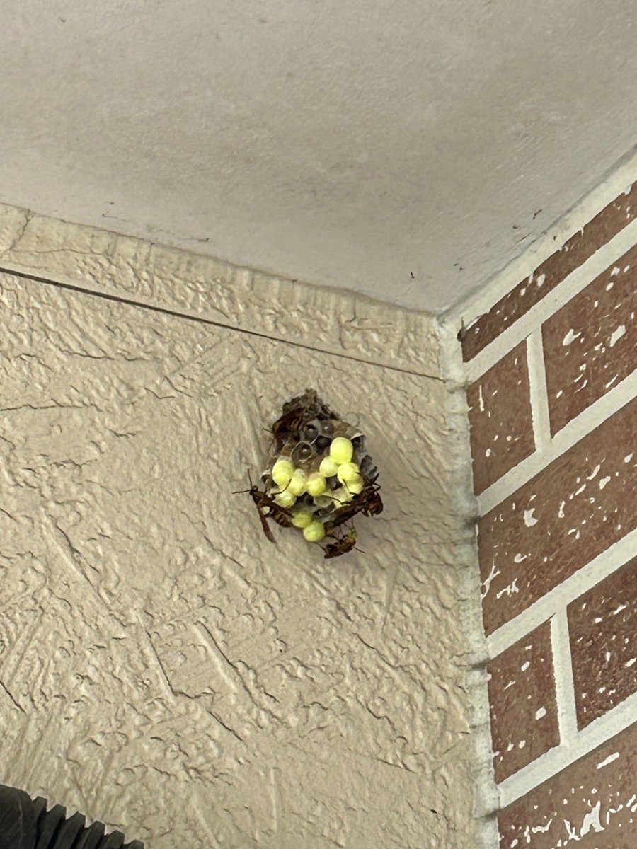 気づいたら、家にハチの巣が、、、

早朝から『格闘』して、
なんとか勝利しました、、
怖かったです。