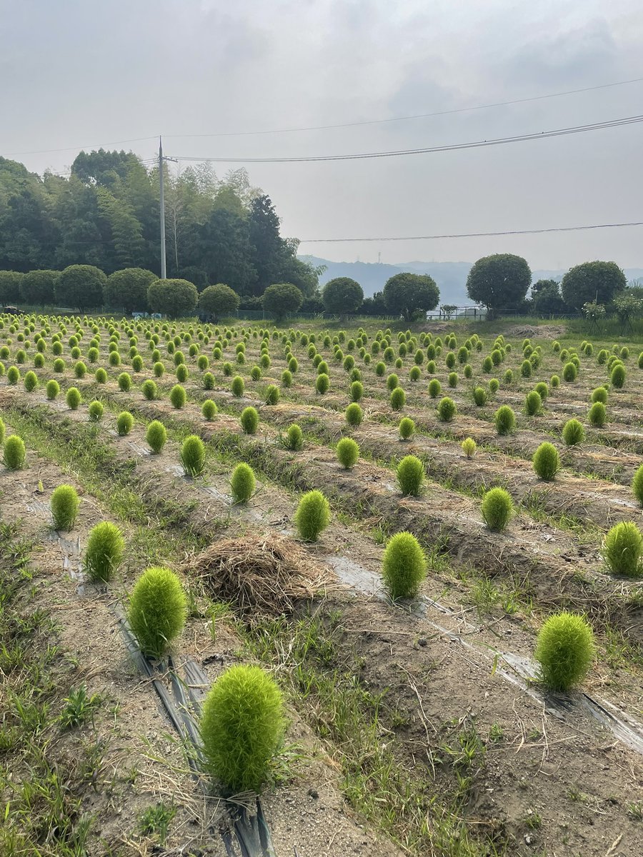 【和泉リサイクル環境公園】R7.7.5 大阪府  和泉市納花町
当施設のHPでひまわりが満開を迎えるとの情報を得たので朝から見学に行ってきました。
鮮やかな黄色の花が何重にも重なって幻想的な風景でした。
コキアもこれから丸々と育っていく姿が楽しみです。秋には真っ赤に染まる姿を見にきたいですね。