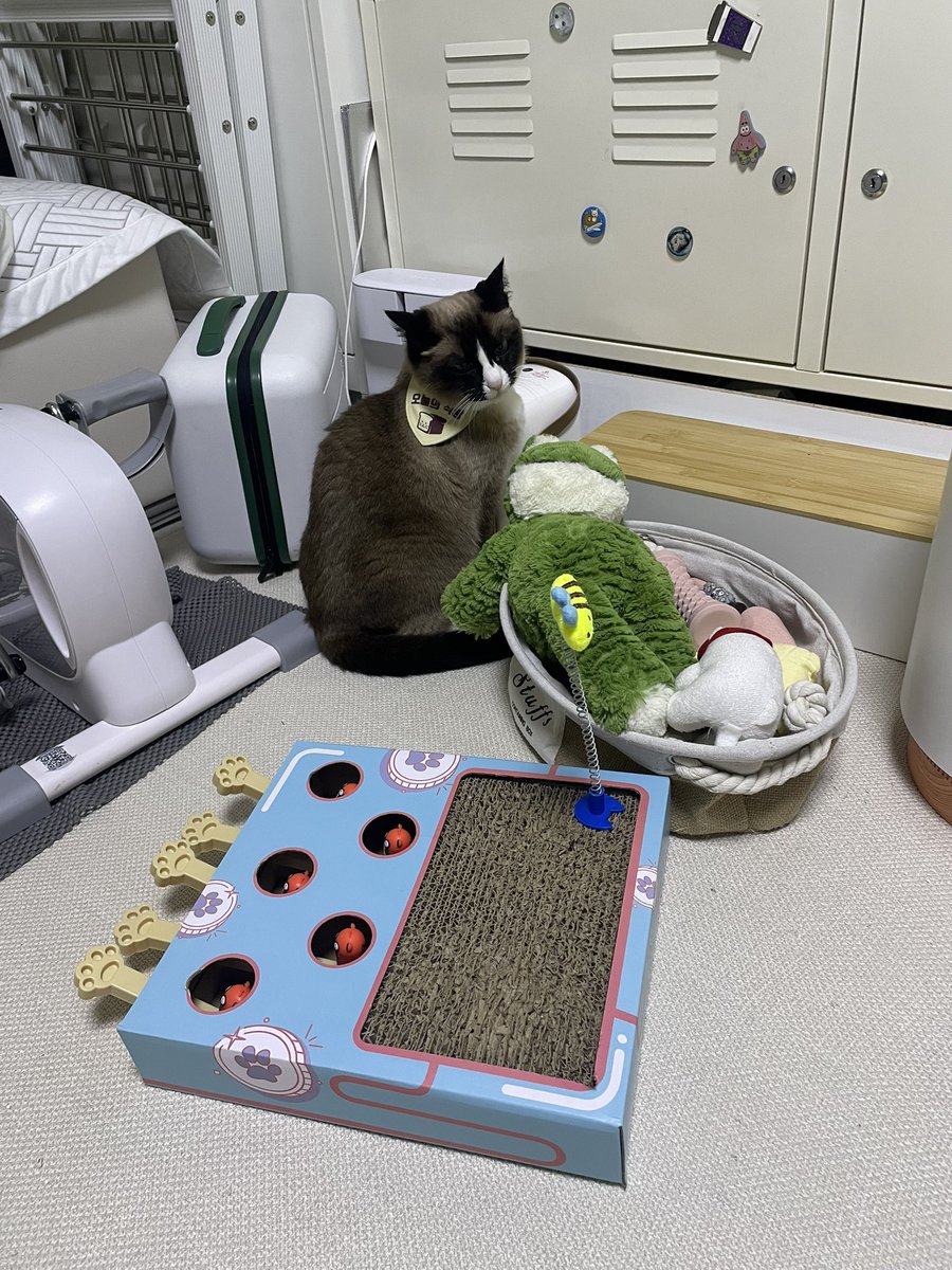 kittysister's tweet photo. https://t.co/G9w78Uu0XQ