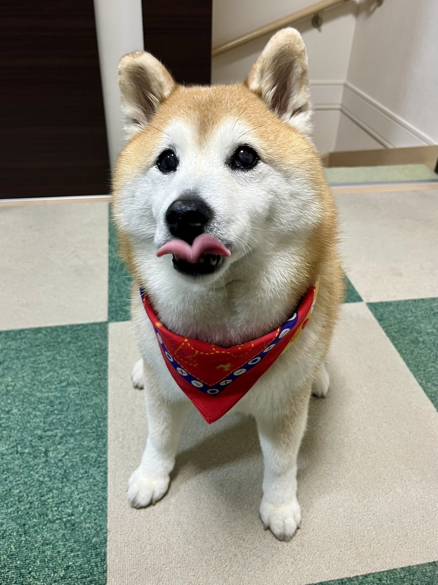🍙食べる気まんまんの犬がいるw