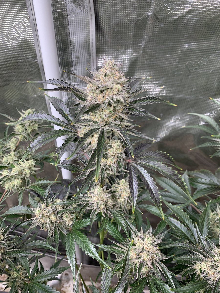 Span Lion Genetics (@spanlionseeds) on Twitter photo Sour Patch Bears Autoflower #SpanLionGenetics Sour Patch Bears Autoflower #SpanLionGenetics