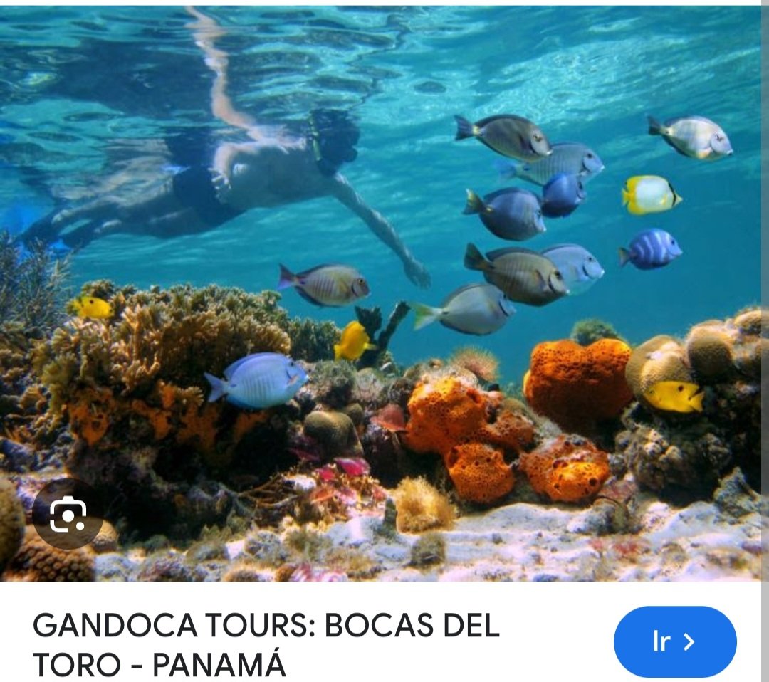¿Sabías qué...? 
Bocas del Toro es una de las provincias más visitadas de Panamá, el Archipiélago de Bocas del Toro, sus playas, sus arrecifes de coral y actividades como snorkel, buceo y el surf la hacen única. 
Bocas del Toro es mas que bananos.