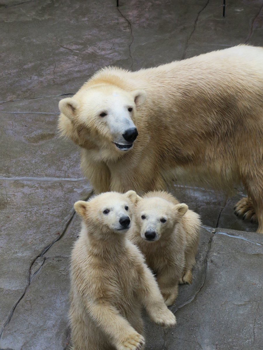 ホッキョクグマの愛称が決定しました！】 昨年12月に生まれた双子の