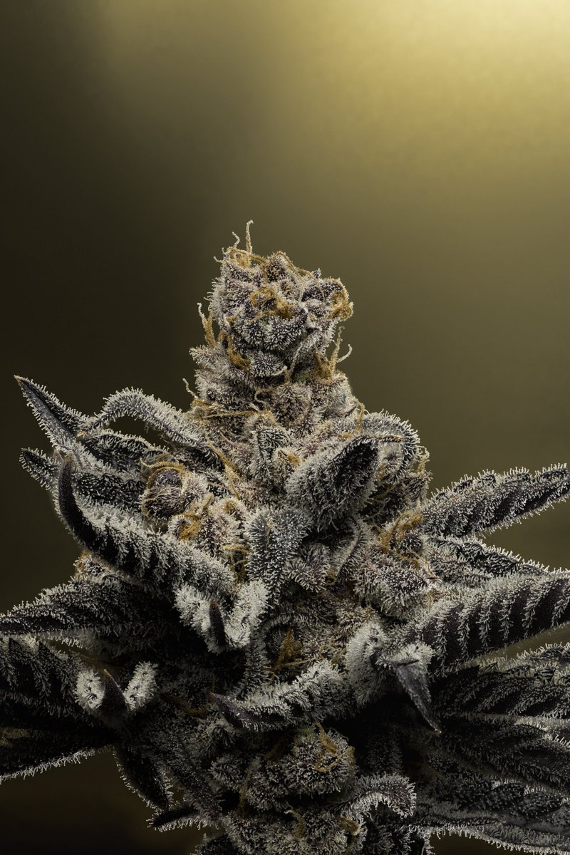 Span Lion Genetics (@spanlionseeds) on Twitter photo Wonderful shots of my Blueberry Bacio Rapid Flower ( Blueberry Bacio x Sour Patch Bears Auto) Fem Seeds Available Wonderful shots of my Blueberry Bacio Rapid Flower ( Blueberry Bacio x Sour Patch Bears Auto) Fem Seeds Available