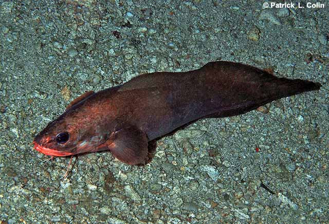 Deep Sea Daily tweet media