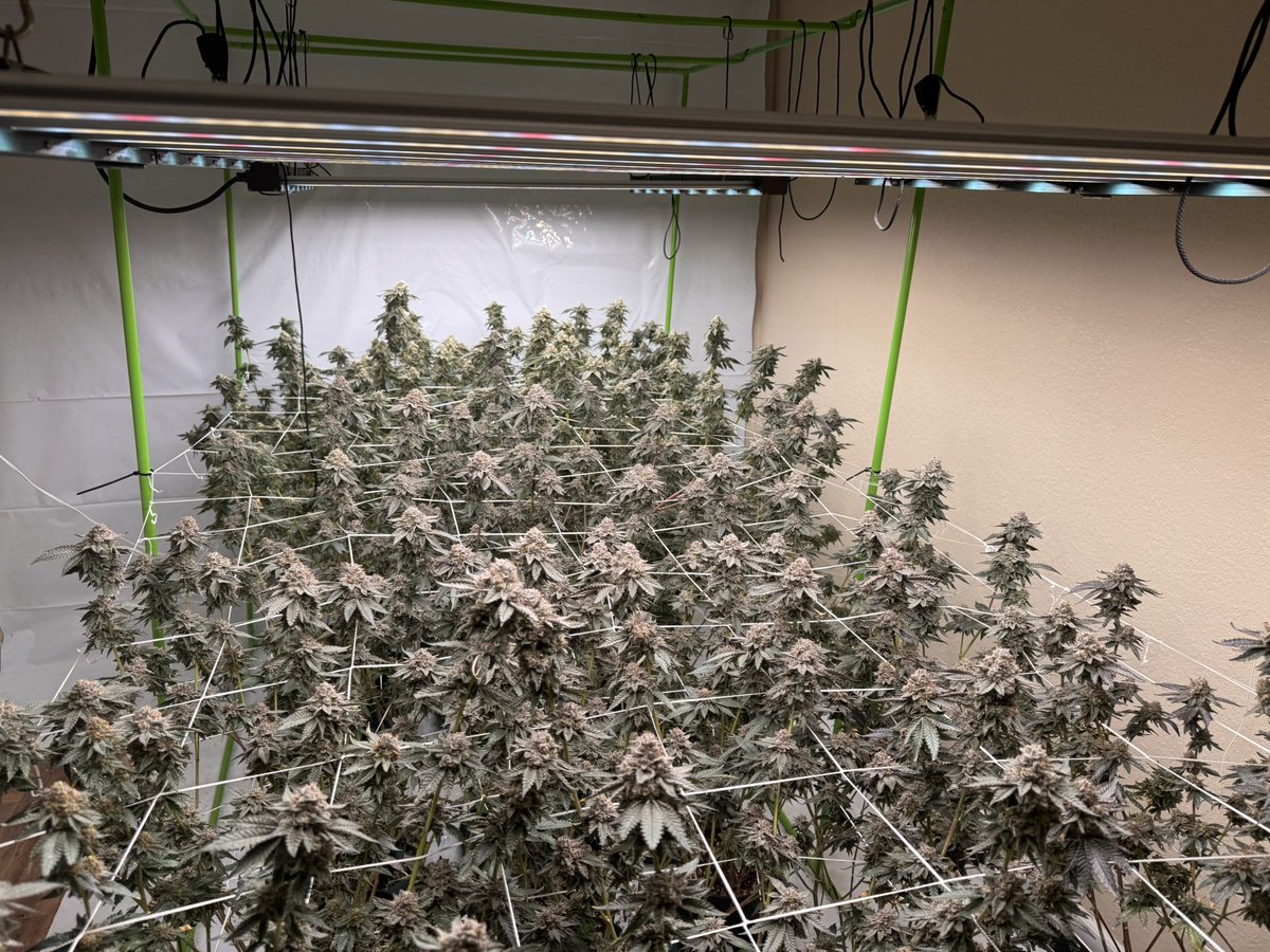 Span Lion Genetics (@spanlionseeds) on Twitter photo Easy Action Easy Action