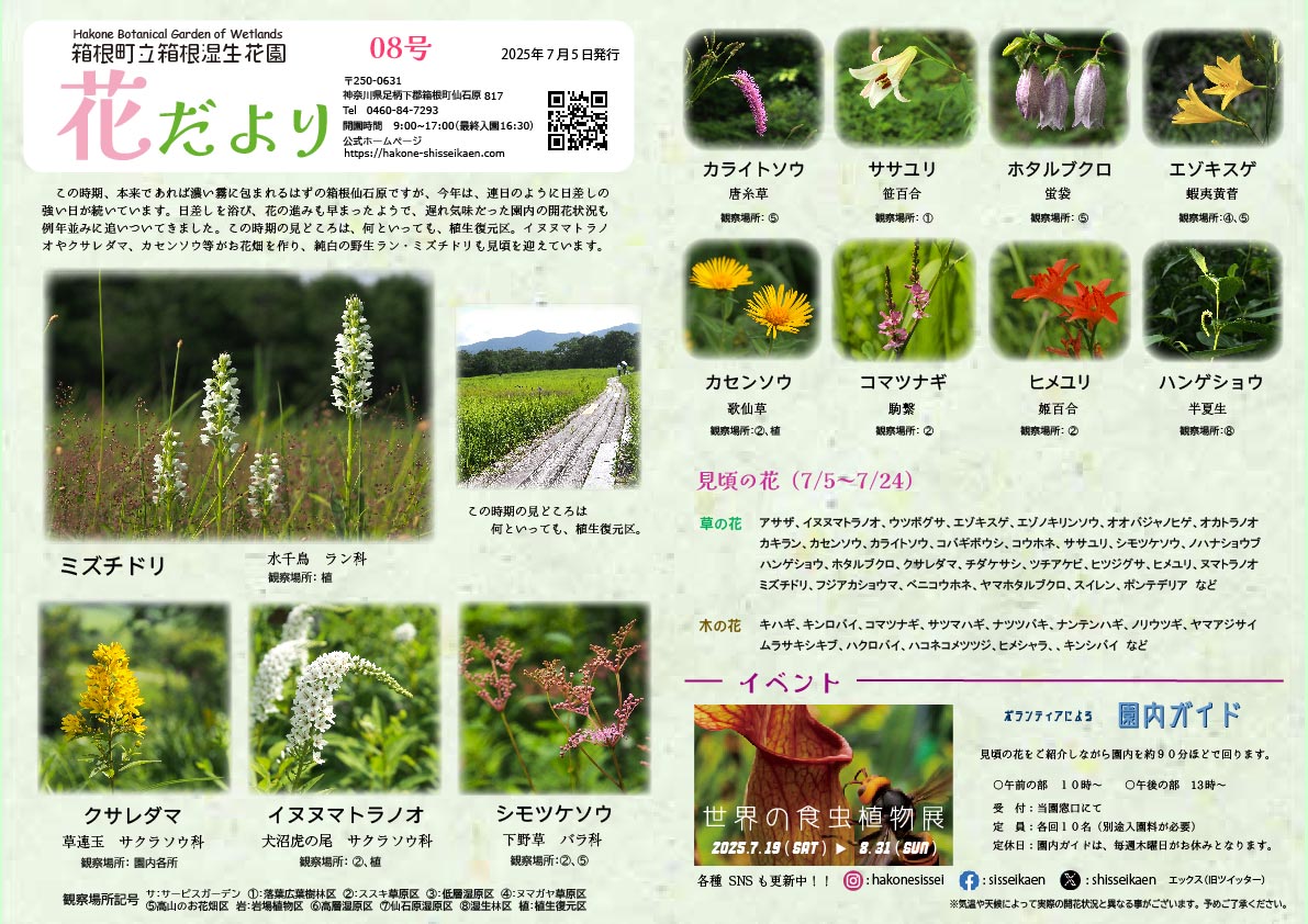 箱根 湿性花園 キスゲの咲く季節 パステル画 季節の花 夏|箱根湿
