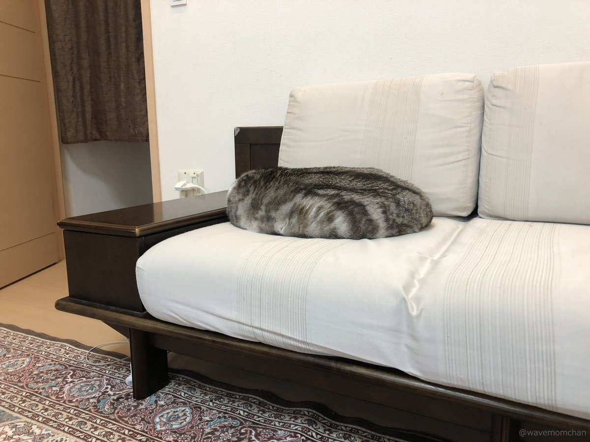 CAT_PRESS's tweet image. 「これは分かんないわ。」クッションにしか見えない猫ちゃんの擬態っぷりがスゴすぎた⇒cat-press.com/cat-news/cat-c…