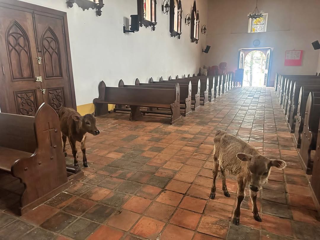 Se metieron dos terneros a la parroquia.