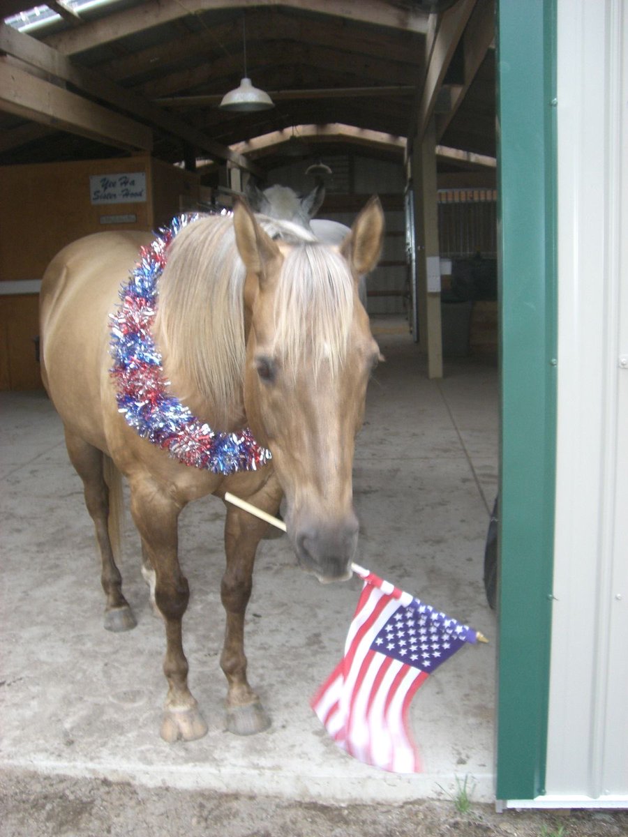 horse holding american flag 4th july celebrations fireworks hot dogs good times