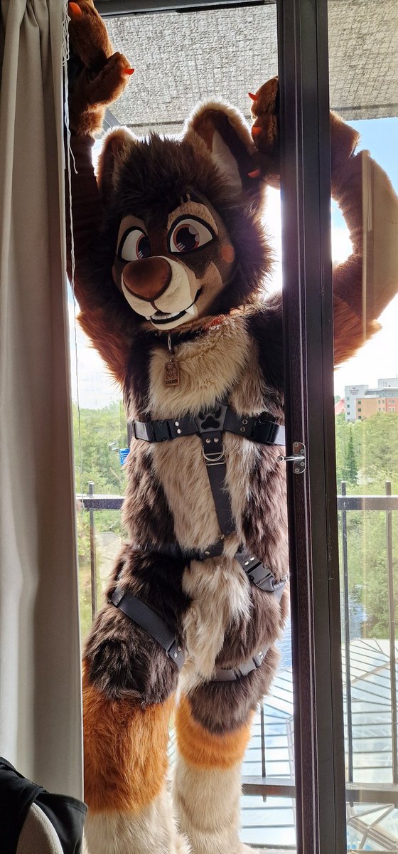Atatatlas's tweet image. The local grizzly when you leave doors unlocked and food outside.
