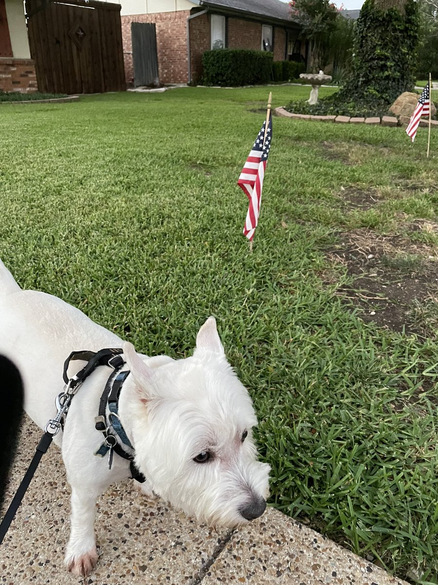 Jeremy Stephens (@j_stephens_cpa) on Twitter photo Me and <a href="/DailyDougal/">Daily Dougal</a> getting a walk in before the fireworks start
#GetPhyllisOutside
Happy #IndependenceDay Me and <a href="/DailyDougal/">Daily Dougal</a> getting a walk in before the fireworks start
#GetPhyllisOutside
Happy #IndependenceDay