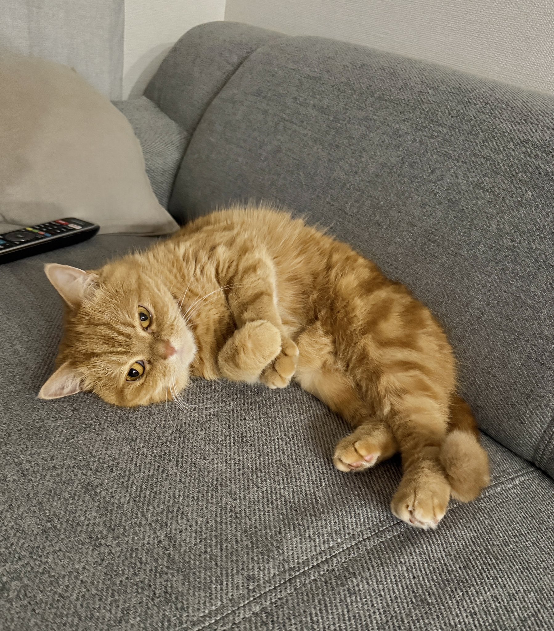 にゃむ (@nyamuchannel) / X