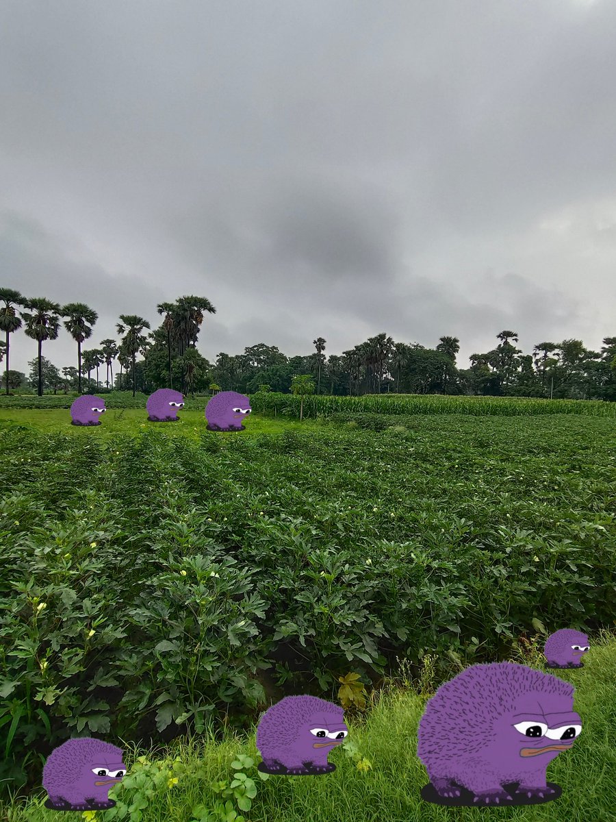 Why did the purple Monads start a farm?
Because they wanted to cultivate pure functions… but ended up growing  ( lady's finger and corn ) instead! 🌱💜😂

<a href="/monad_xyz/">Monad</a>