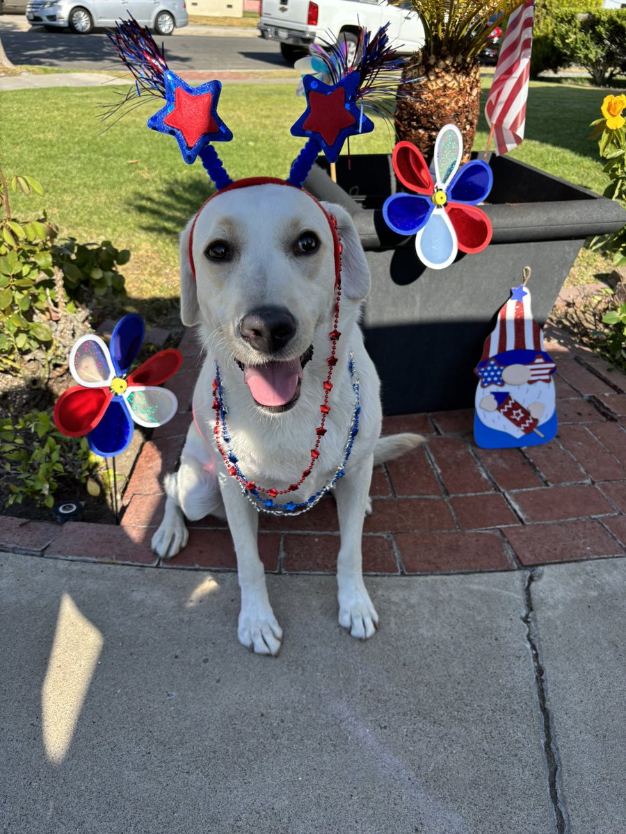 Post your best 4th of July memes here‼️God bless America‼️🙏🇺🇸❤️
