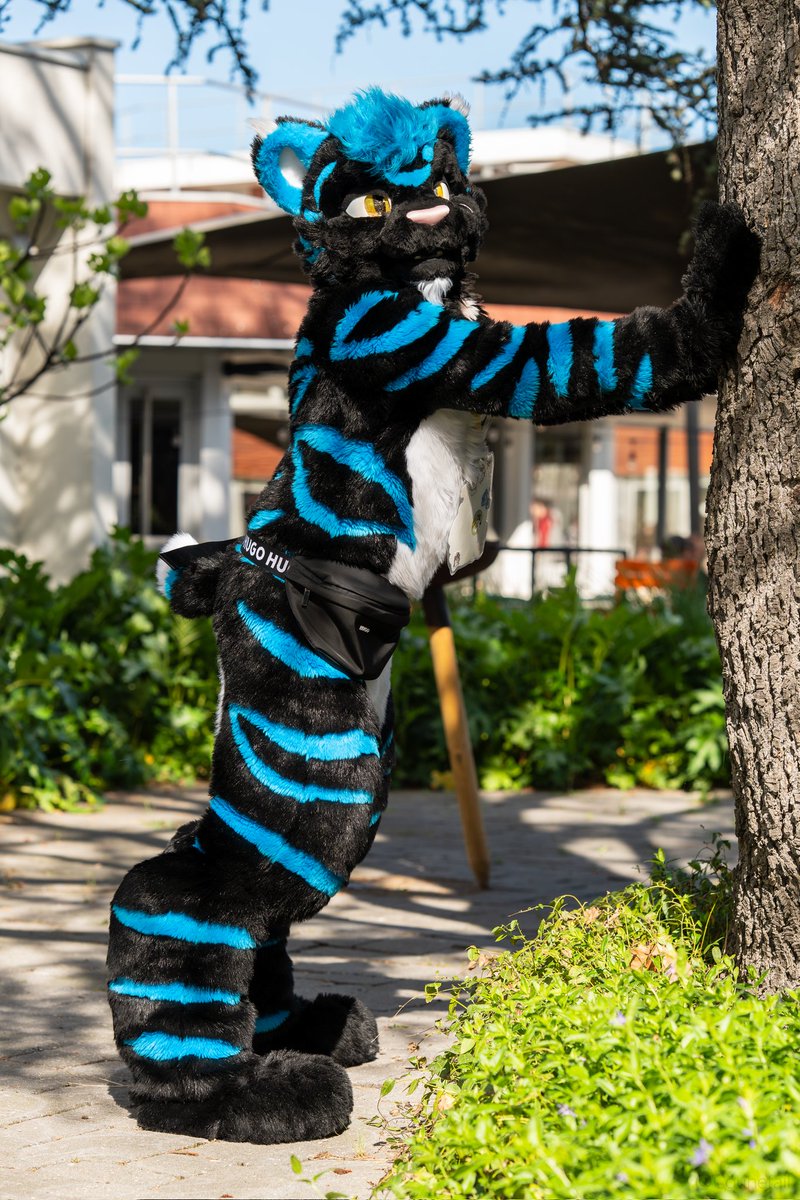 StormyPupCat's tweet image. Hi :3

#FursuitFriday
📷 @Counetail