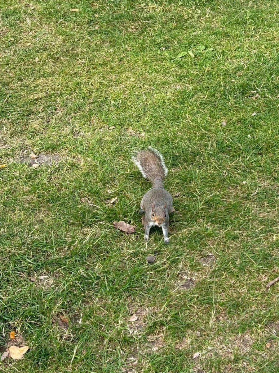 Victoria235607's tweet photo. Met a little friend this morning.🥰 https://t.co/dDW4zJXUZg