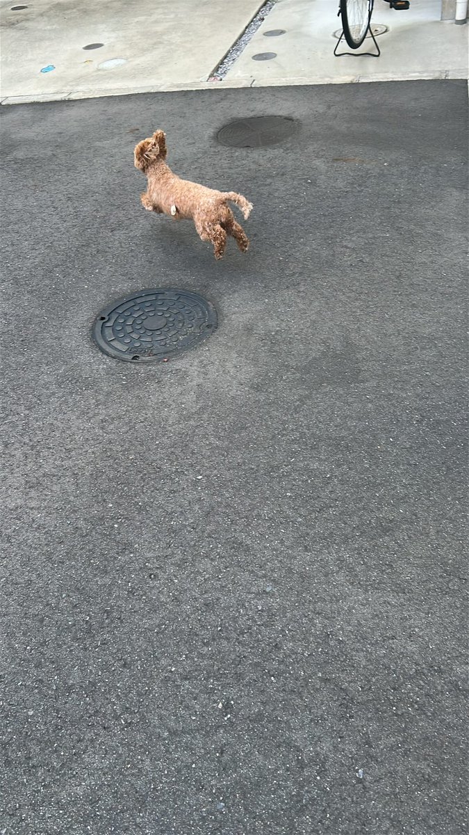 はしゃぐいっぬ！！！

#躍動感
#マルプー
#胃ろう犬
#食道アカラシア
#めちゃ元気