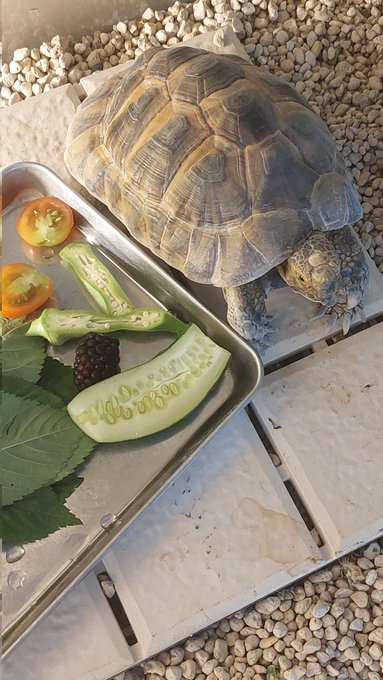 ブラックベリーです
いかがでしたか? 