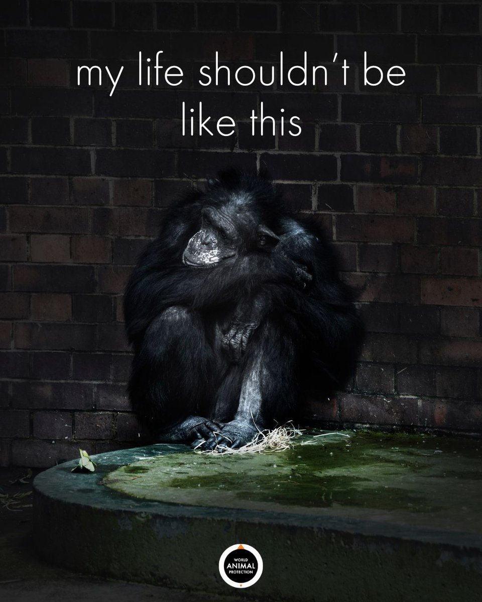 They're not pets.
They're not entertainers.
They're not experiments.

Period. Full stop.