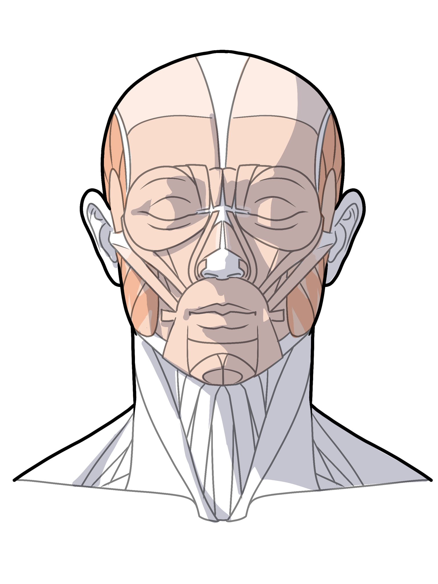 ！えだまめ！イラスト解剖学 918Q-Qla4wL._UF350,350_QL50_.jpg