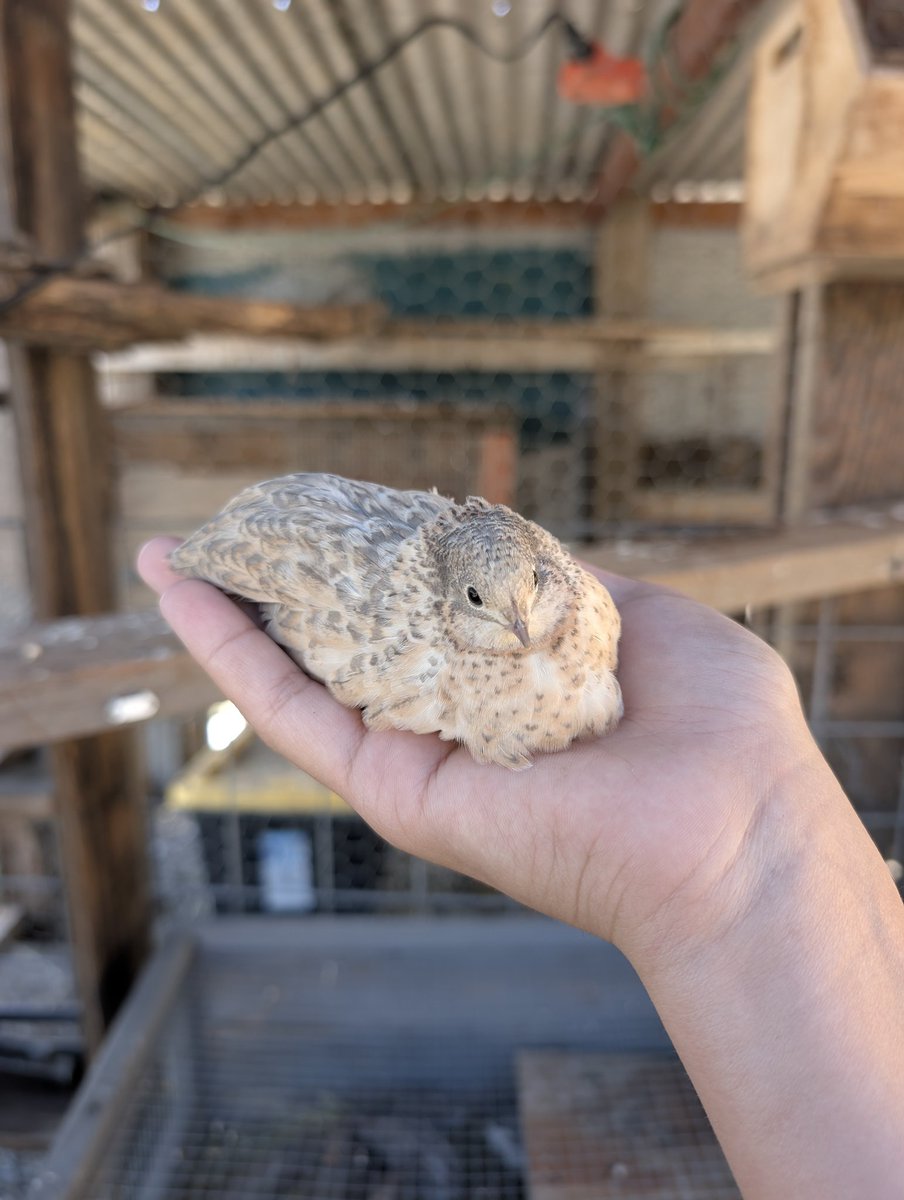 Mrflibbie's tweet image. My fluffiest button quail ❤️