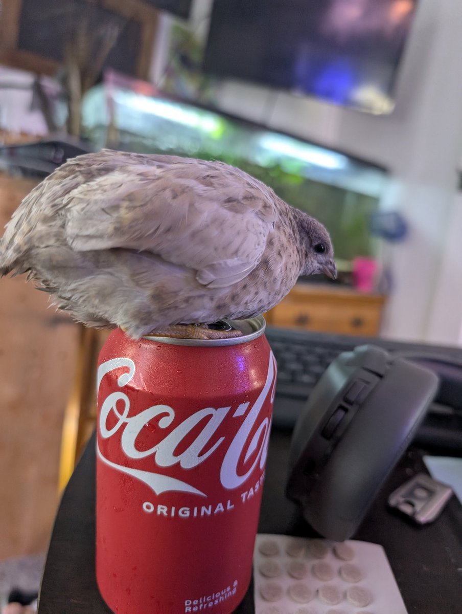 Mrflibbie's tweet image. My fluffiest button quail ❤️