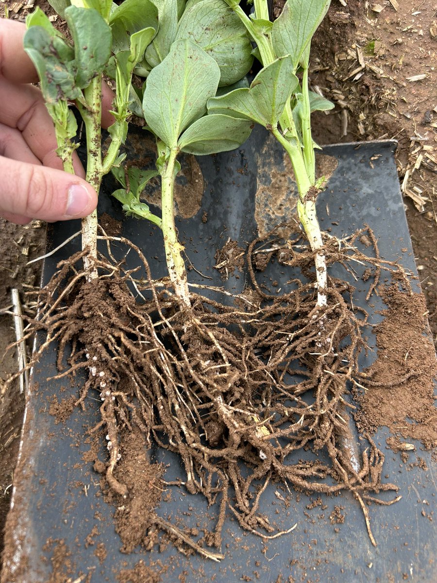 The benefit of continual stubble retention in full display here. Faba beans sown at the end of April with no rain until early June, however they were punched into moisture and are tracking along nicely, nodulating well. 🤞 the season is kind from here on