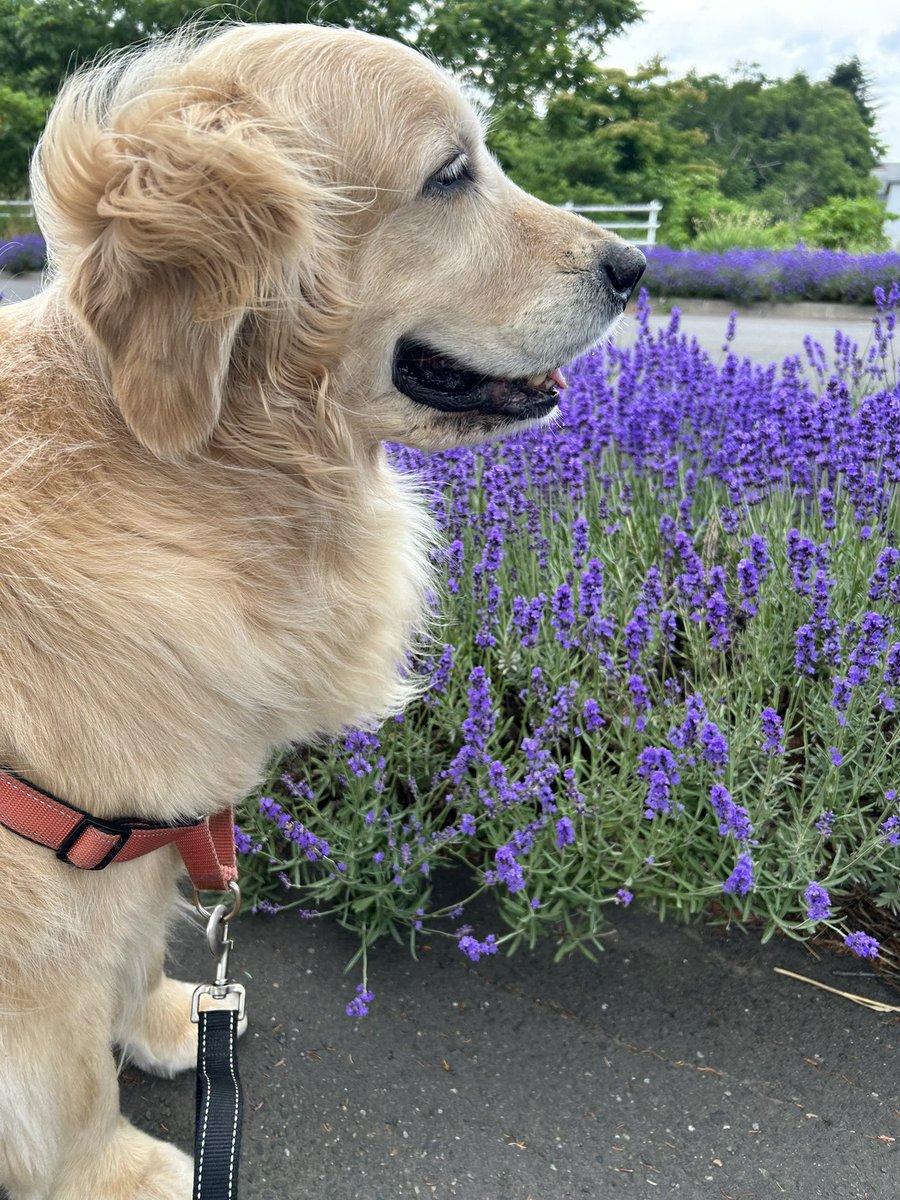 今年は夏が早い？近所ではすでにラベンダーが満開になってます🪻今日も30℃超えで道産子には厳しい😥熱中症には気を付けましょう！