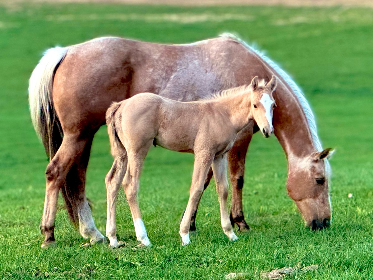 CayleJo's tweet photo. @MichaelFKane I’ll throw in something I love that I haven’t already seen in the comments: American Quarter Horses and rodeo. https://t.co/PTxucVYT9J