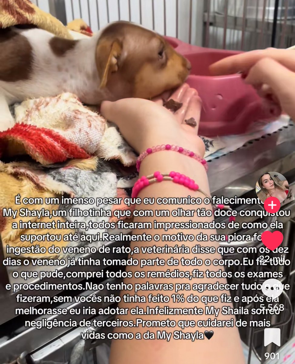 fefewhitee's tweet photo. infelizmente ela faleceu 😭 https://t.co/LlMP7orNAG