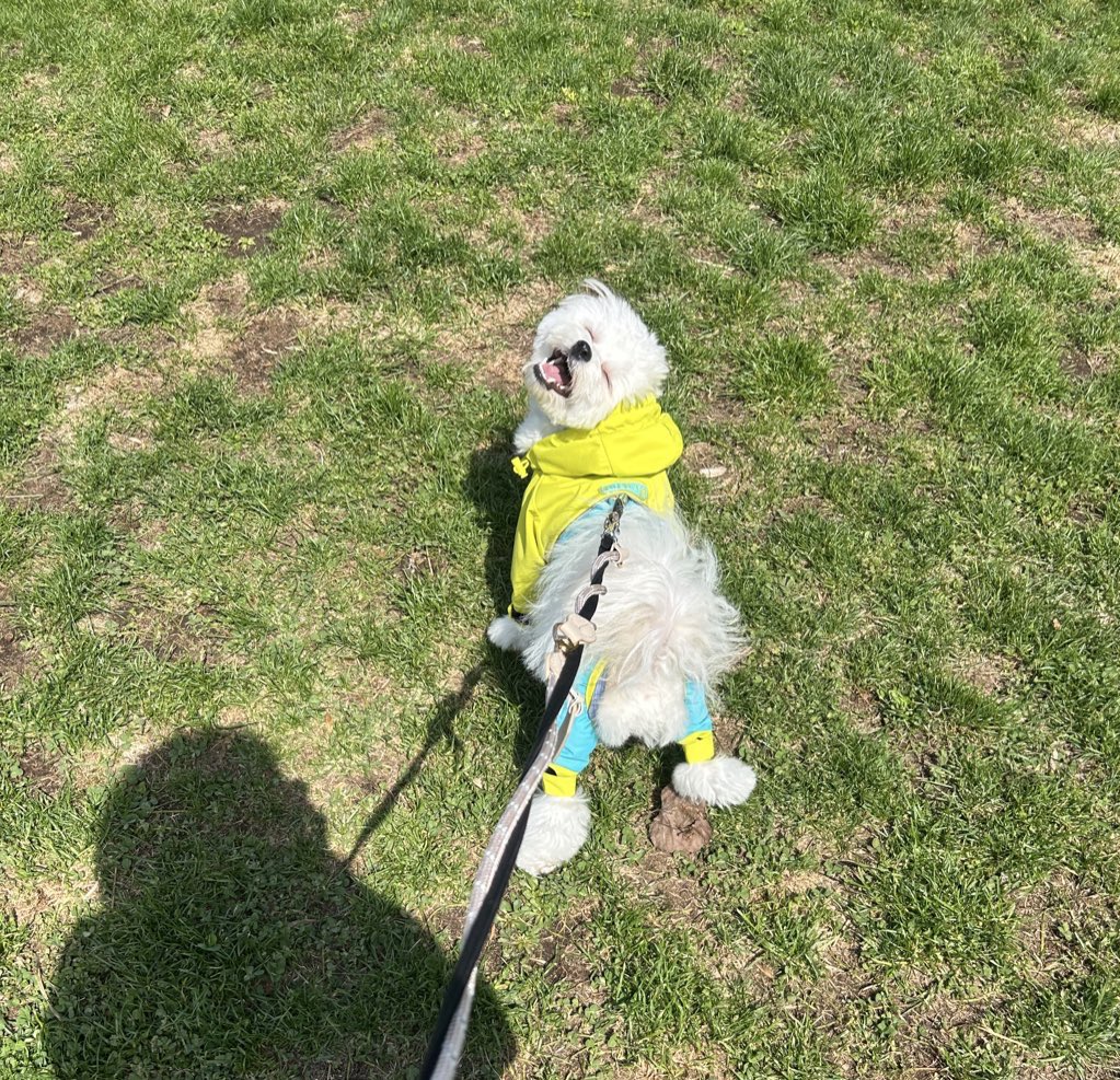 u99yu's tweet photo. 笑います！これはお散歩楽しいの最高の笑顔 https://t.co/YPF5yb5CPH