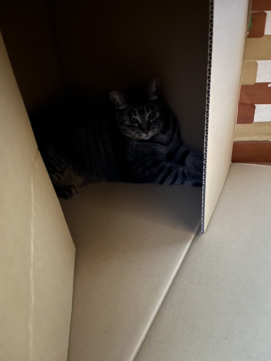 換毛期🍆

(7.8キロ)