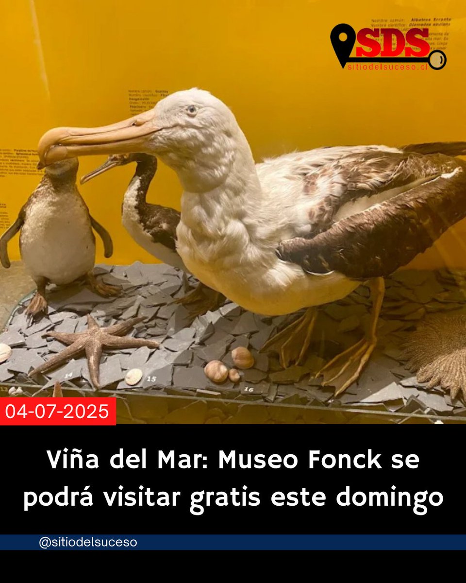 Viña del Mar: Museo Fonck se podrá visitar gratis este domingo

Detalles en ➡️  sitiodelsuceso.cl/2025/07/04/vin…