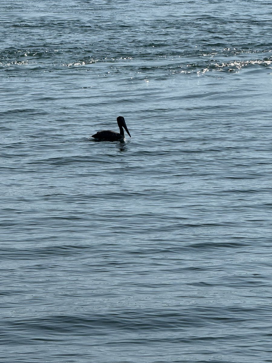 Ed Drantch tweet media