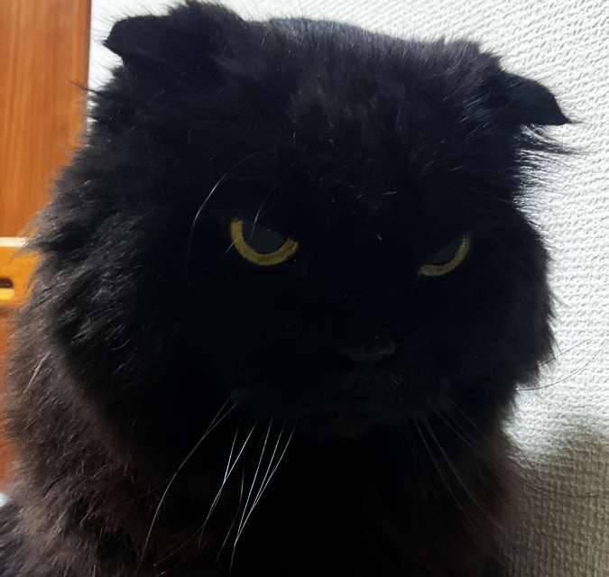 猫が15歳になりました! 