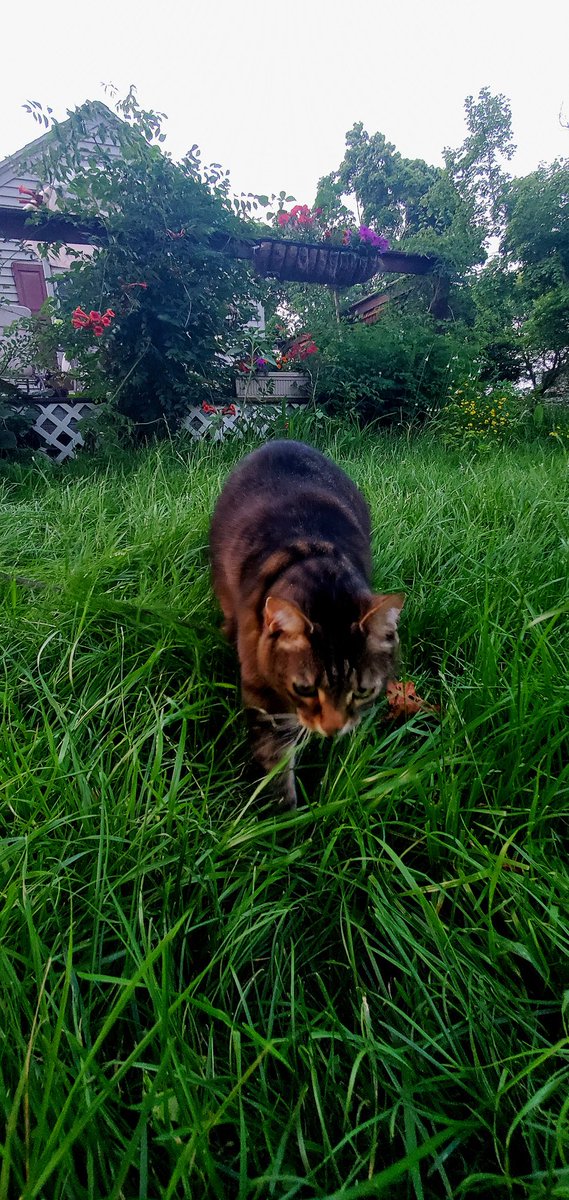 BM1531's tweet image. Tiger stealthily goes into huntress mode