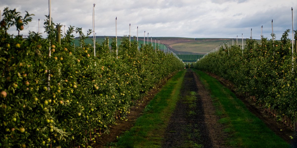 ArcticApples's tweet image. Happy 4th of July from our stunning orchards in Washington  🇺🇸🍎

#arcticapples #independenceday #4thofjuly #washington #appleorchards