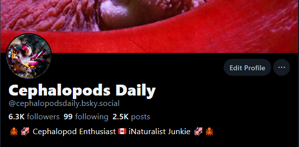 CephalopodToday's tweet image. I am going to stop posting on Twitter on July 18th. If you still want your daily fix of cephalopods, you can find me on Bluesky (There is a cephalopod starter pack) and also on Instagram
