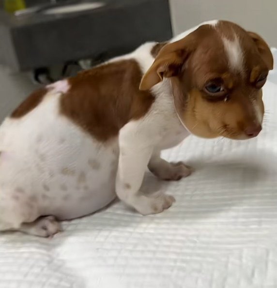 choquei's tweet photo. 🚨AGORA: Morre My Shayla, a cachorrinha que viralizou após ser encontrada intoxicada dentro de uma caixa ao lado de um sapo. https://t.co/uqT9FatRaY