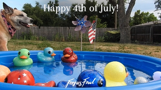 FergusFowl's tweet photo. Happy 4th of July! May your Holiday be safe and spent with those you love!
Come relax with some ducks and their canine friend!
https://t.co/ZZxcgduK3M https://t.co/g6QDVWSXua