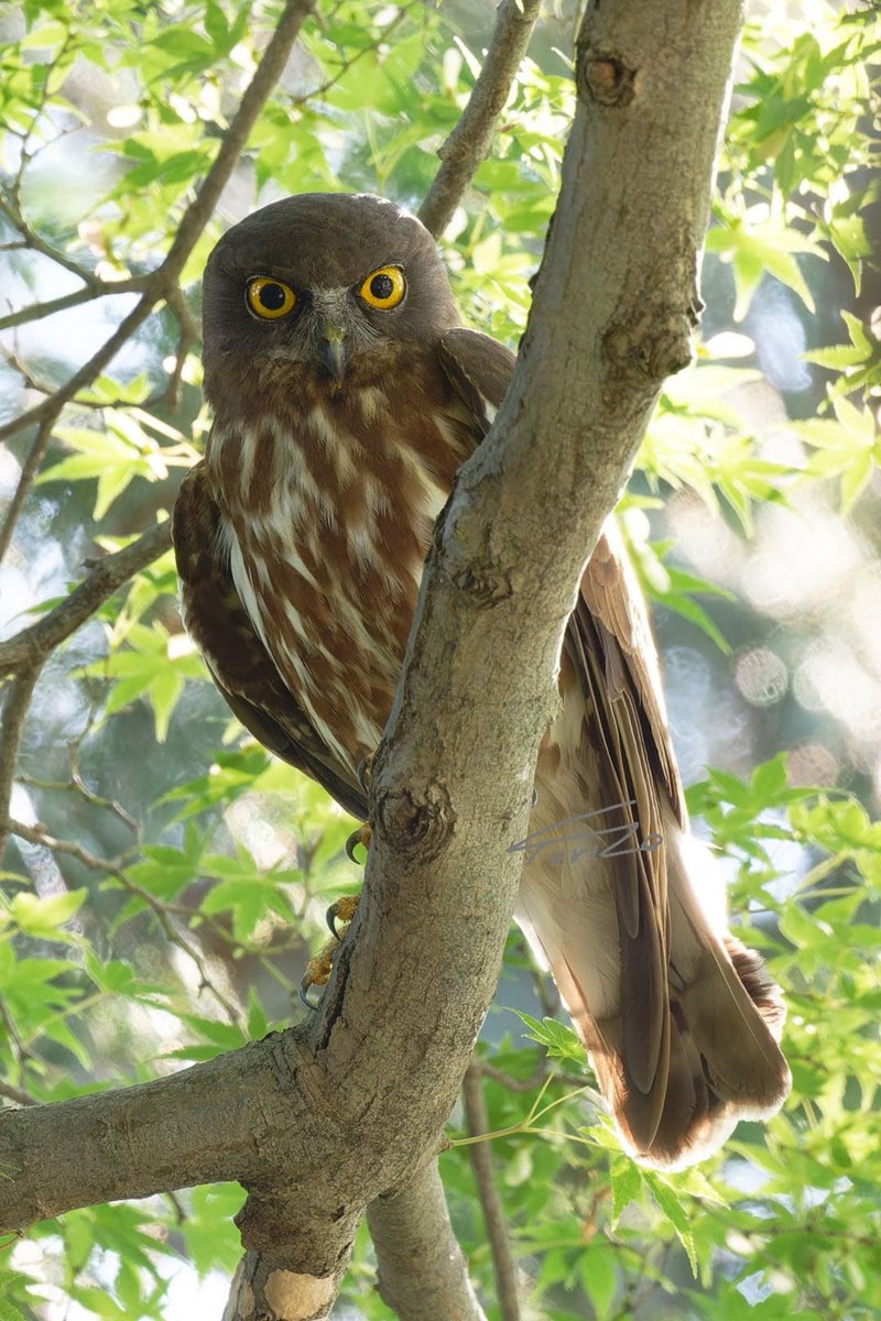 今年もお会い出来ました。相変わらず目力強いっすね！
