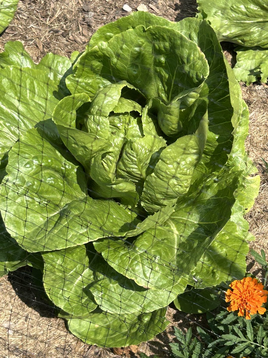 kittyLuvsHorror's tweet photo. Our romaine lettuce is thriving. We didn’t expect them all to grow.🤣🤣There are 6 like this one. 🥬🥬🥬 #GARDENER #gardening #FirstTimeHomeOwner #Fun #LifeGoals #NeverGiveUp https://t.co/K9hBF4PmDm