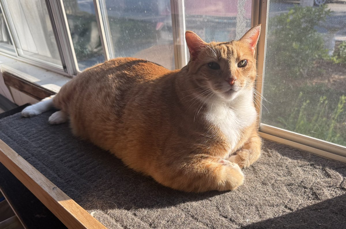 Happy 4th of July to my wonderful American friends 

Here is a chonky kitty just because! 

🇺🇸 🍻