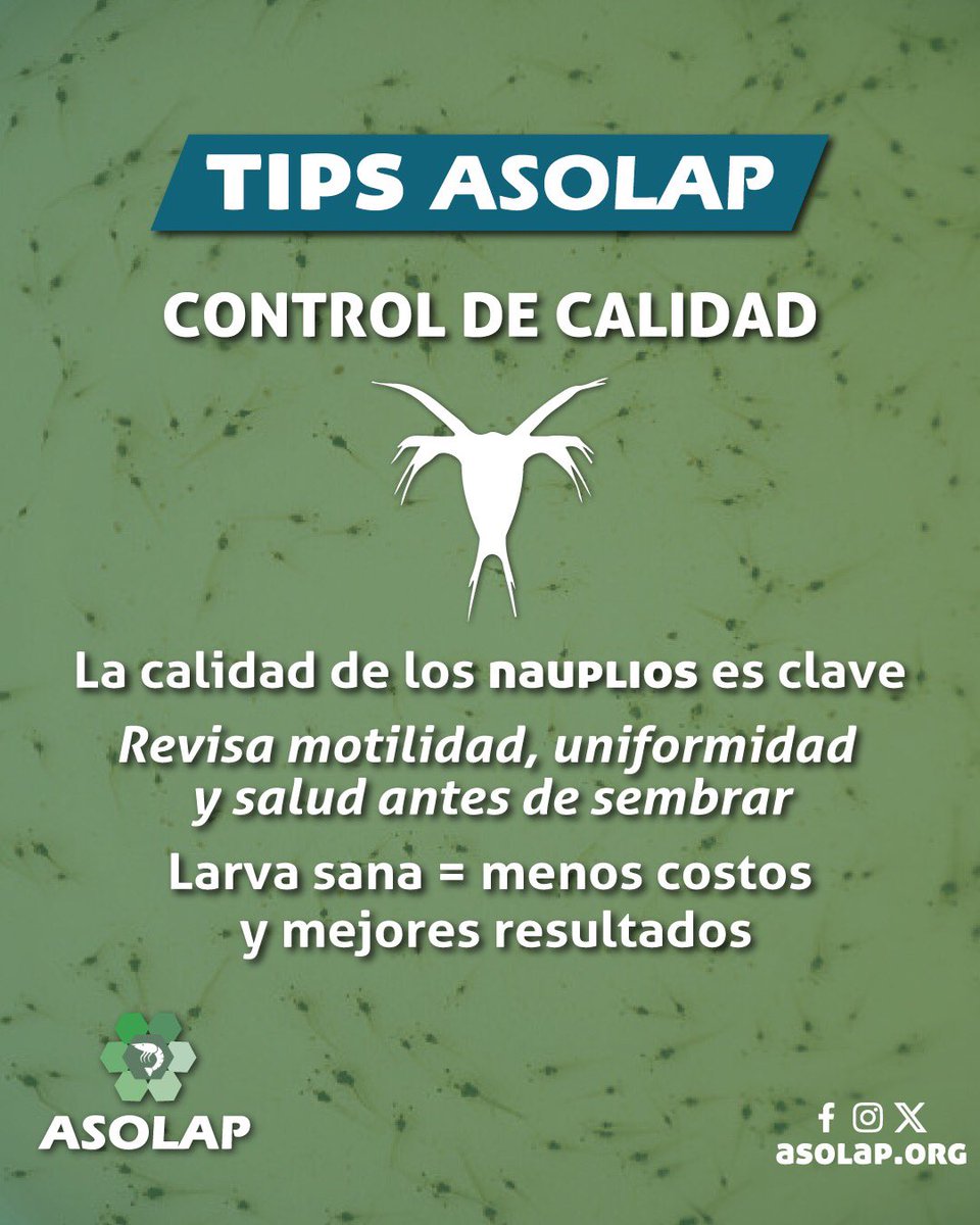 El éxito en la larvicultura comienza con una buena calidad de nauplios.
✅ Revisa la motilidad, uniformidad y signos de infección antes de pasar a tanques.
🌱 Recuerda: una larva sana reduce costos futuros.
#TipLarvicultor #AcuiculturaResponsable #ASOLAP