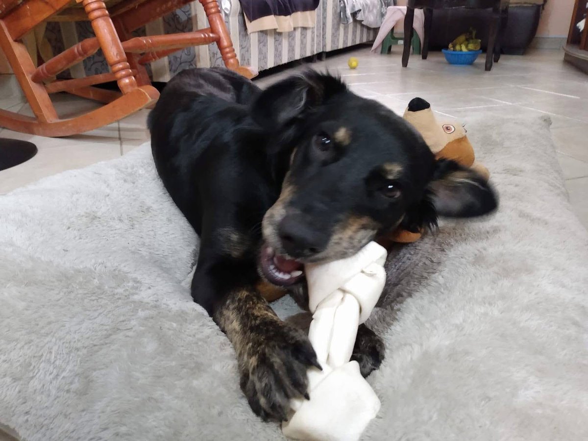 🟢 ¿ME ADOPTAS?
¡Me llamo Kira! Conoce más 👇🏻 

♀️ Hembra | 5 meses | Medianita
💟 Convive con perritos
✅ Vacunada, desparasitada y esterilizada
📍 Adopción en CDMX y Edomex 

¿Me llevas a casita? 💕
☎️  Ana
Wa.me/525569780167